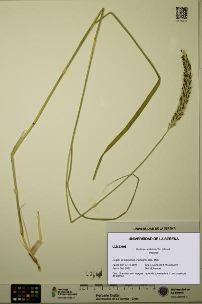 Koeleria caudulata [Espécimen: ULS:ULS:0023108]