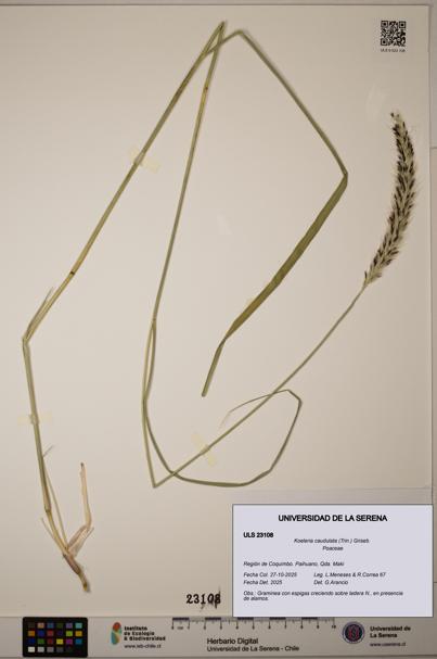 Koeleria caudulata [Espécimen: ]
