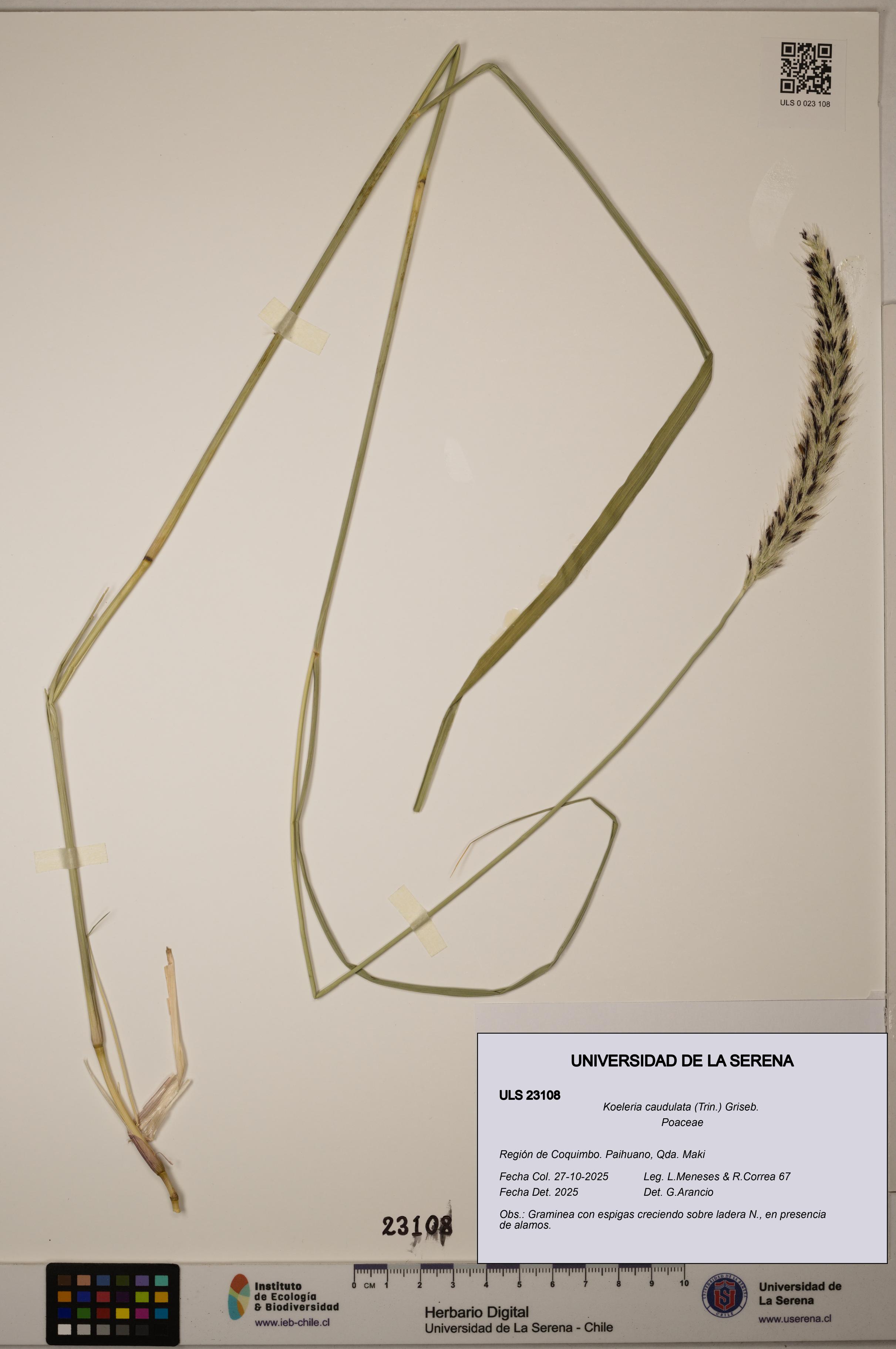 Koeleria caudulata [Espécimen: ]