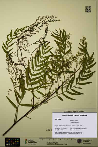 Schinus areira [Espécimen: ULS:ULS:0023109]