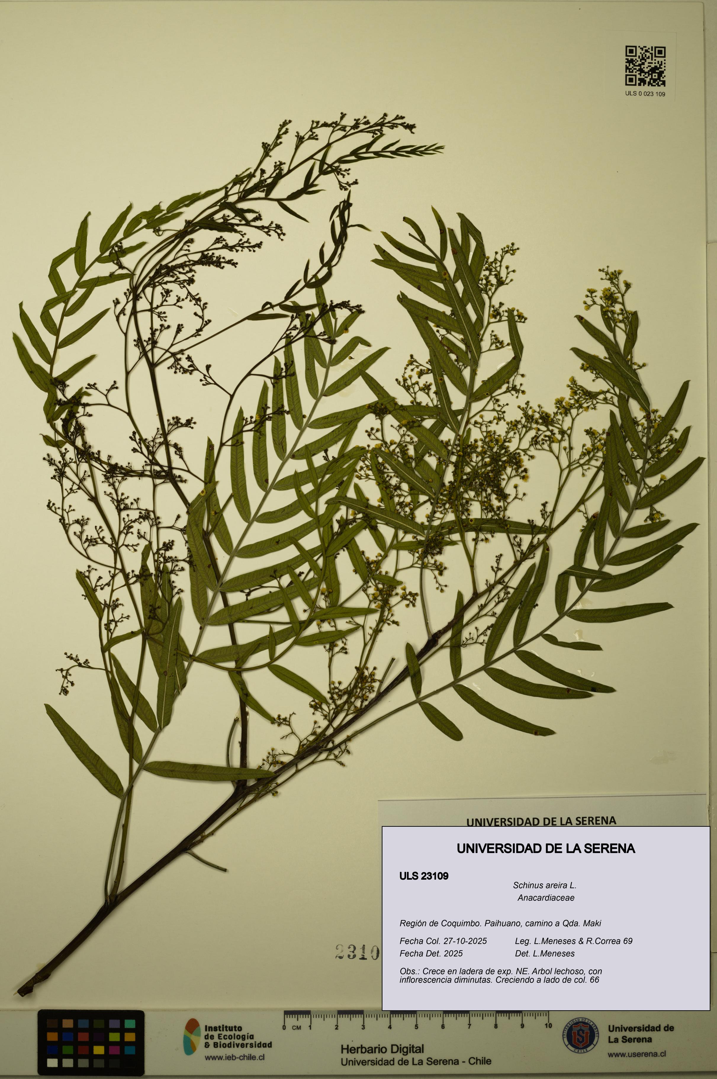 Schinus areira [Espécimen: ULS:ULS:0023109]