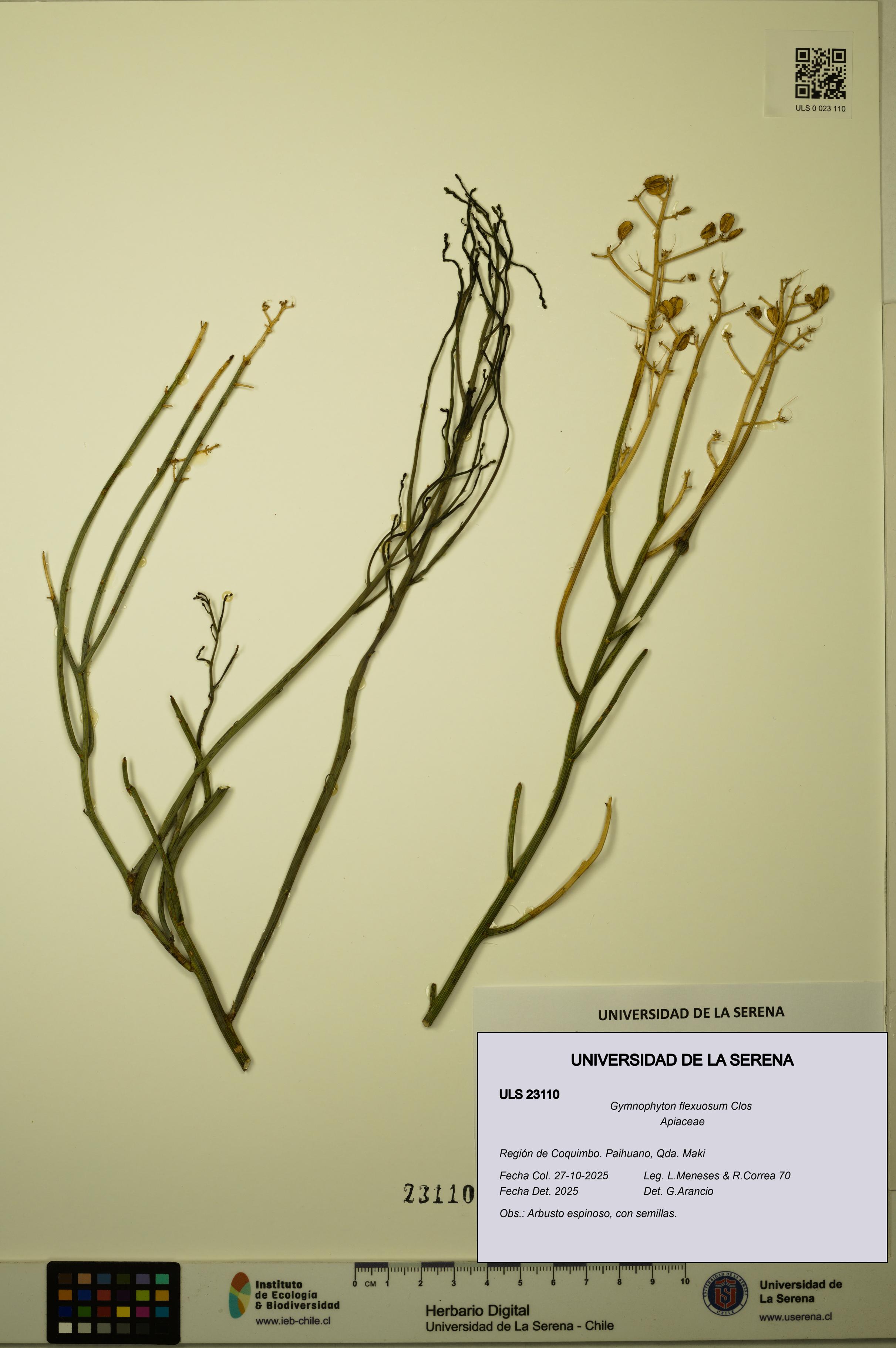 Gymnophyton flexuosum [Espécimen: ULS:ULS:0023110]