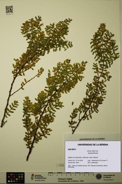 Larrea nitida [Espécimen: ULS:ULS:0023111]