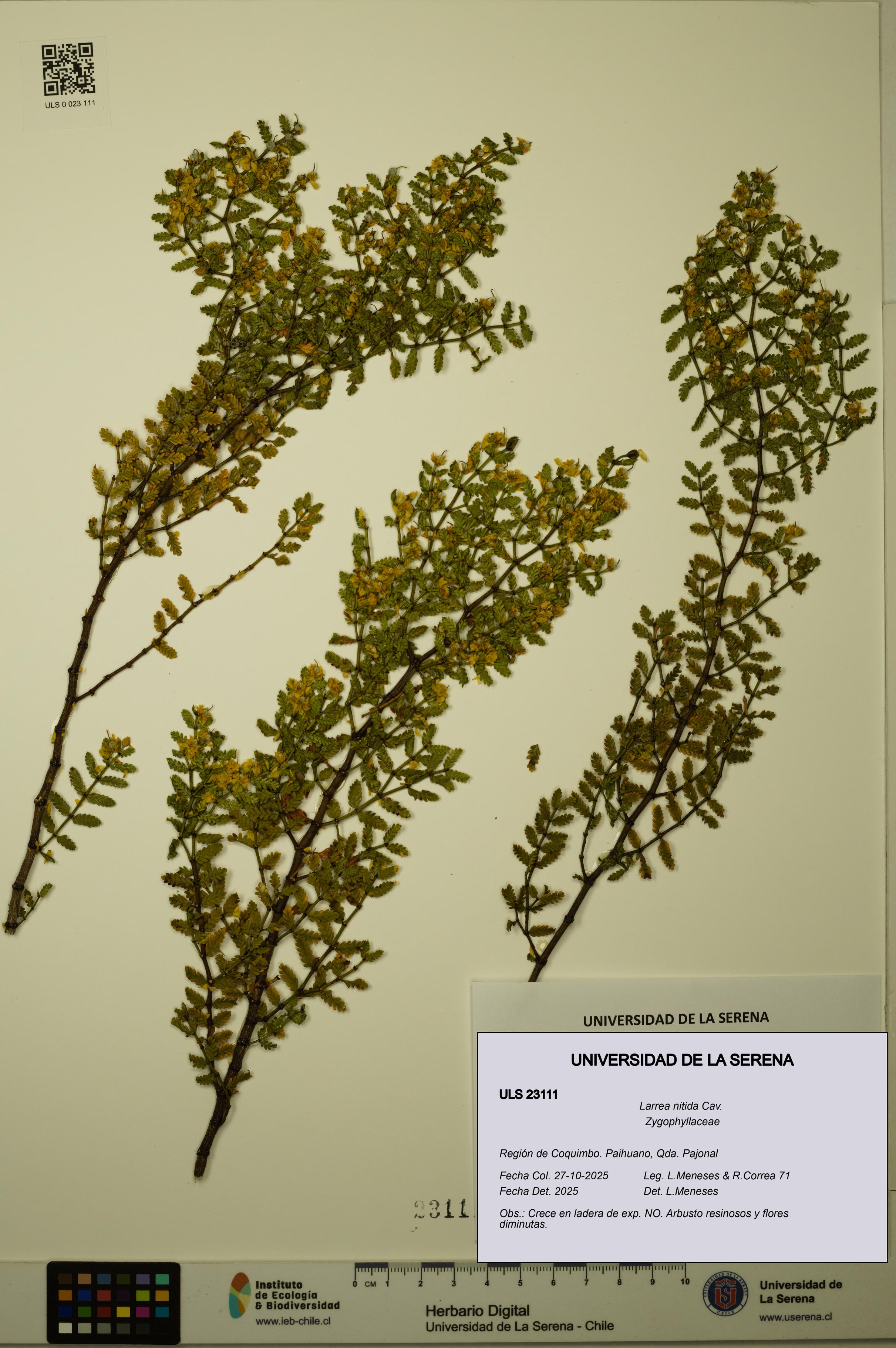 Larrea nitida [Espécimen: ULS:ULS:0023111]