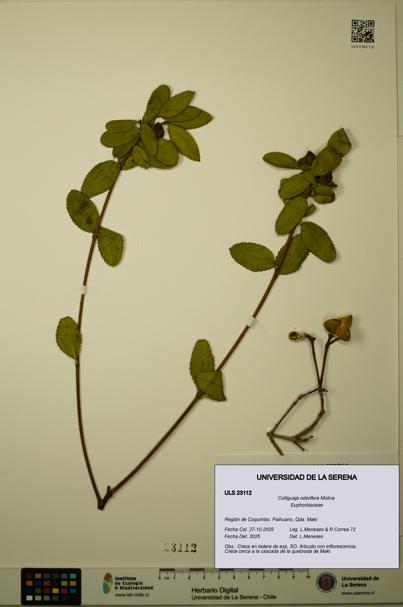 Colliguaja odorifera [Espécimen: ULS:ULS:0023112]