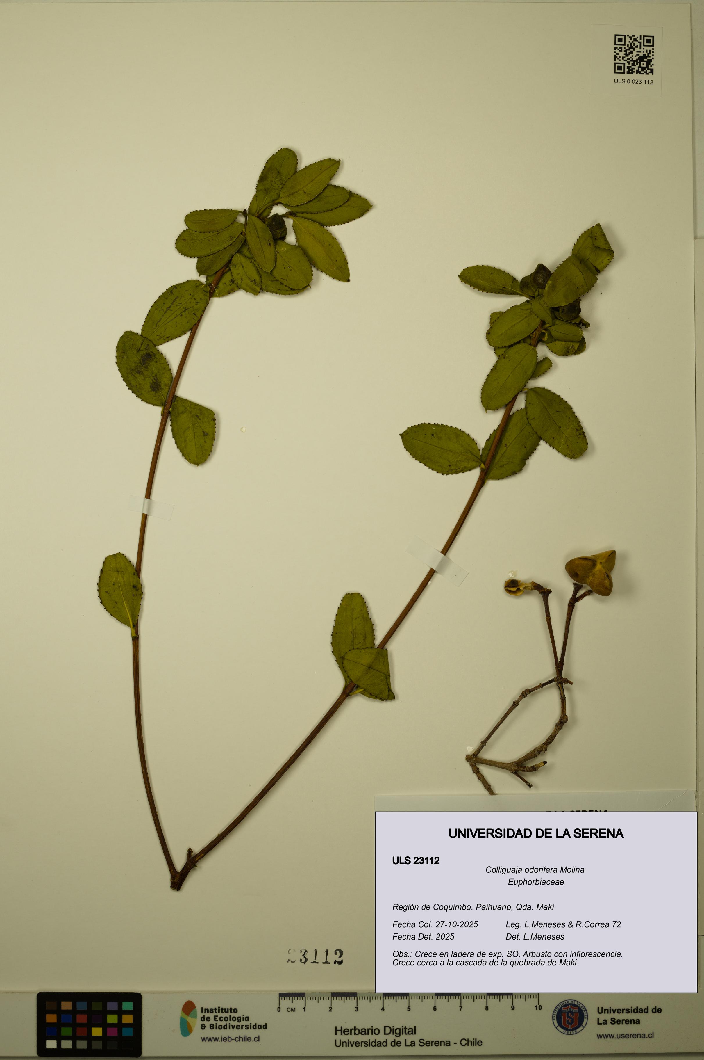 Colliguaja odorifera [Espécimen: ULS:ULS:0023112]