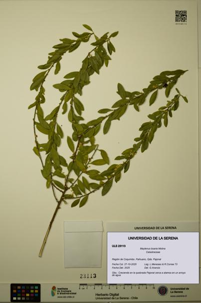 Maytenus boaria [Espécimen: ULS:ULS:0023113]