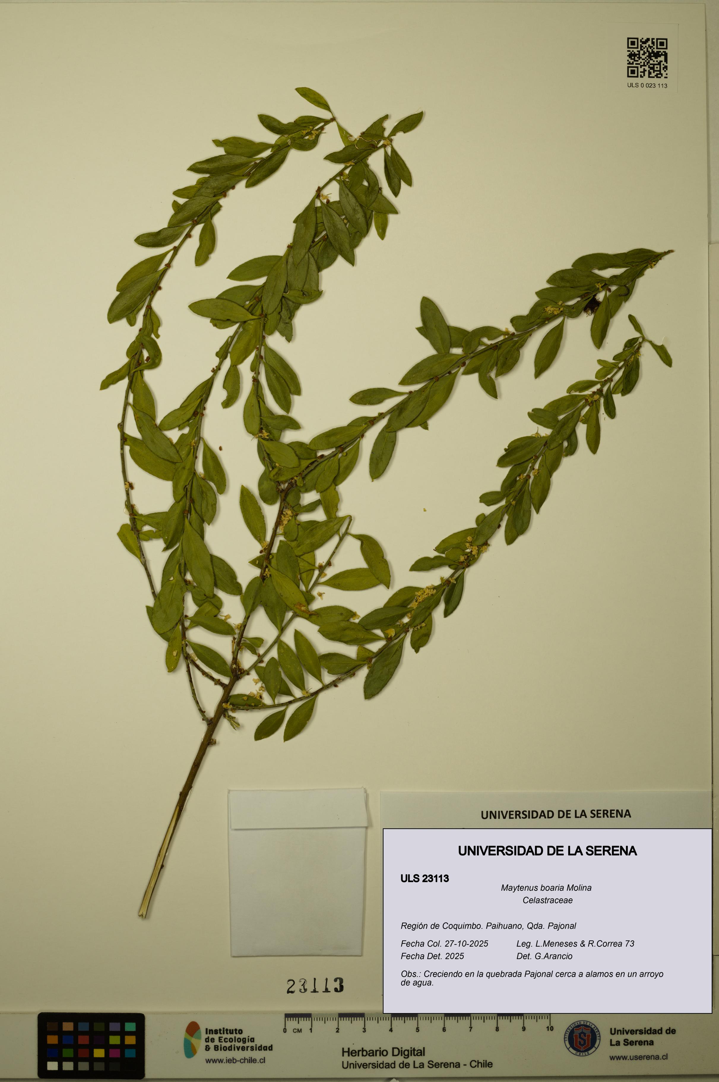 Maytenus boaria [Espécimen: ULS:ULS:0023113]