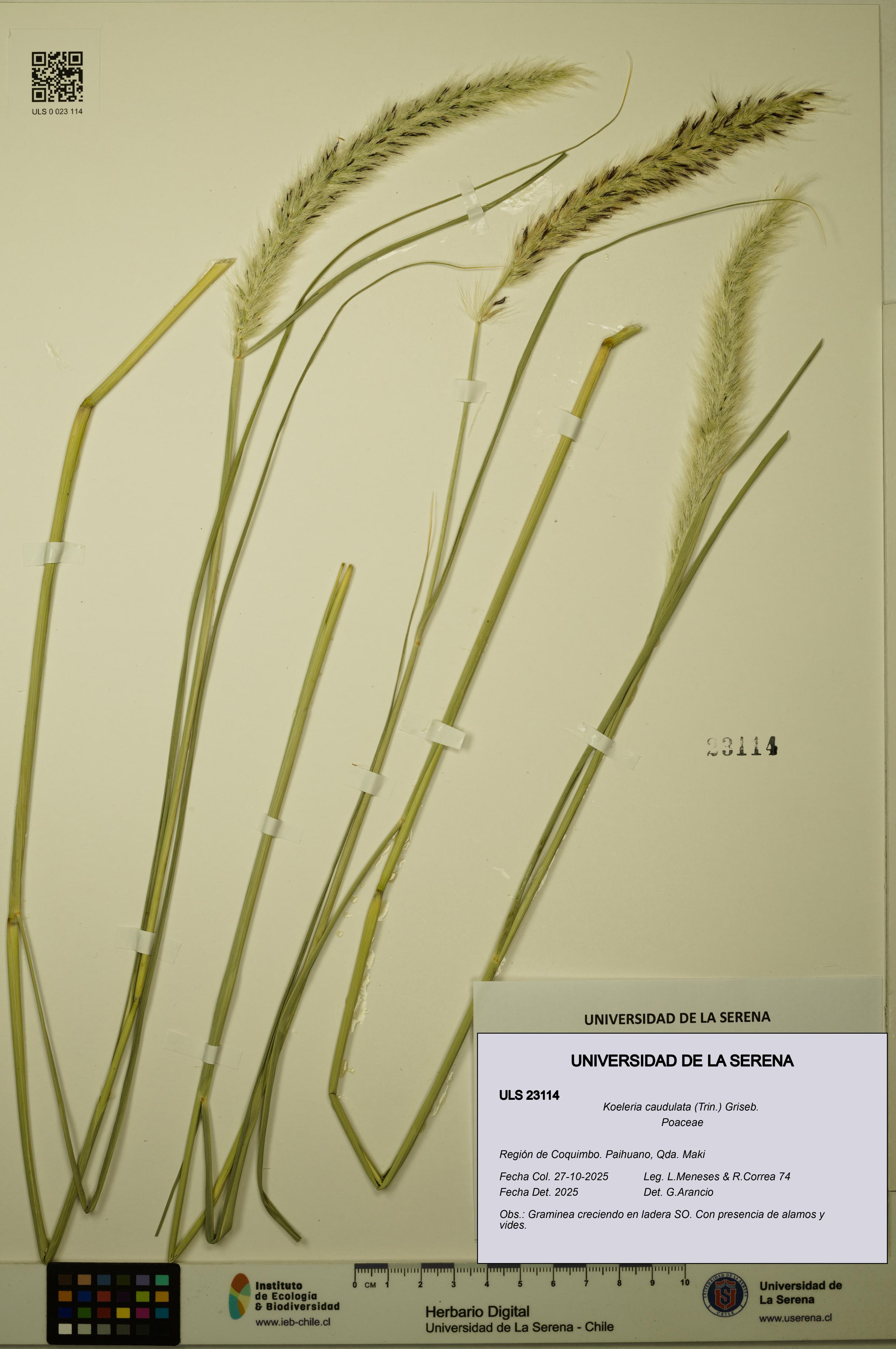 Koeleria caudulata [Espécimen: ULS:ULS:0023114]