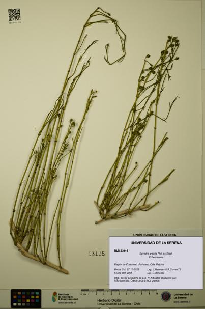 Ephedra gracilis [Espécimen: ULS:ULS:0023115]