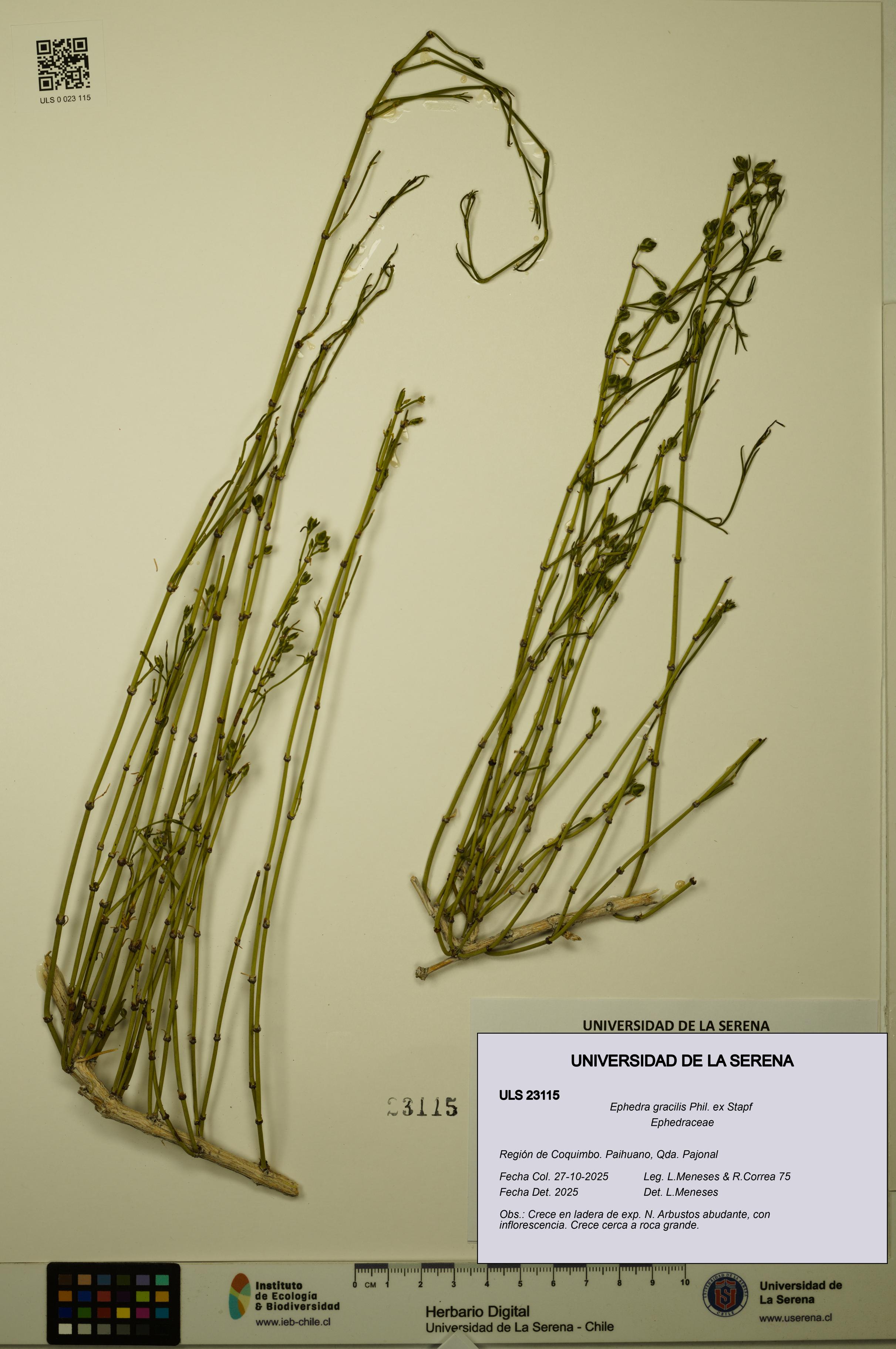 Ephedra gracilis [Espécimen: ULS:ULS:0023115]