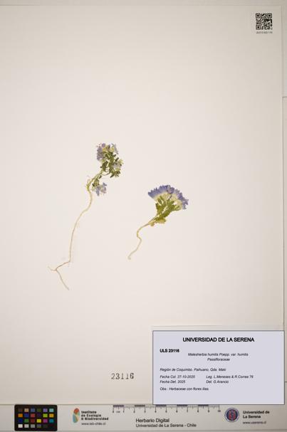 Malesherbia humilis var. humilis [Espécimen: ]