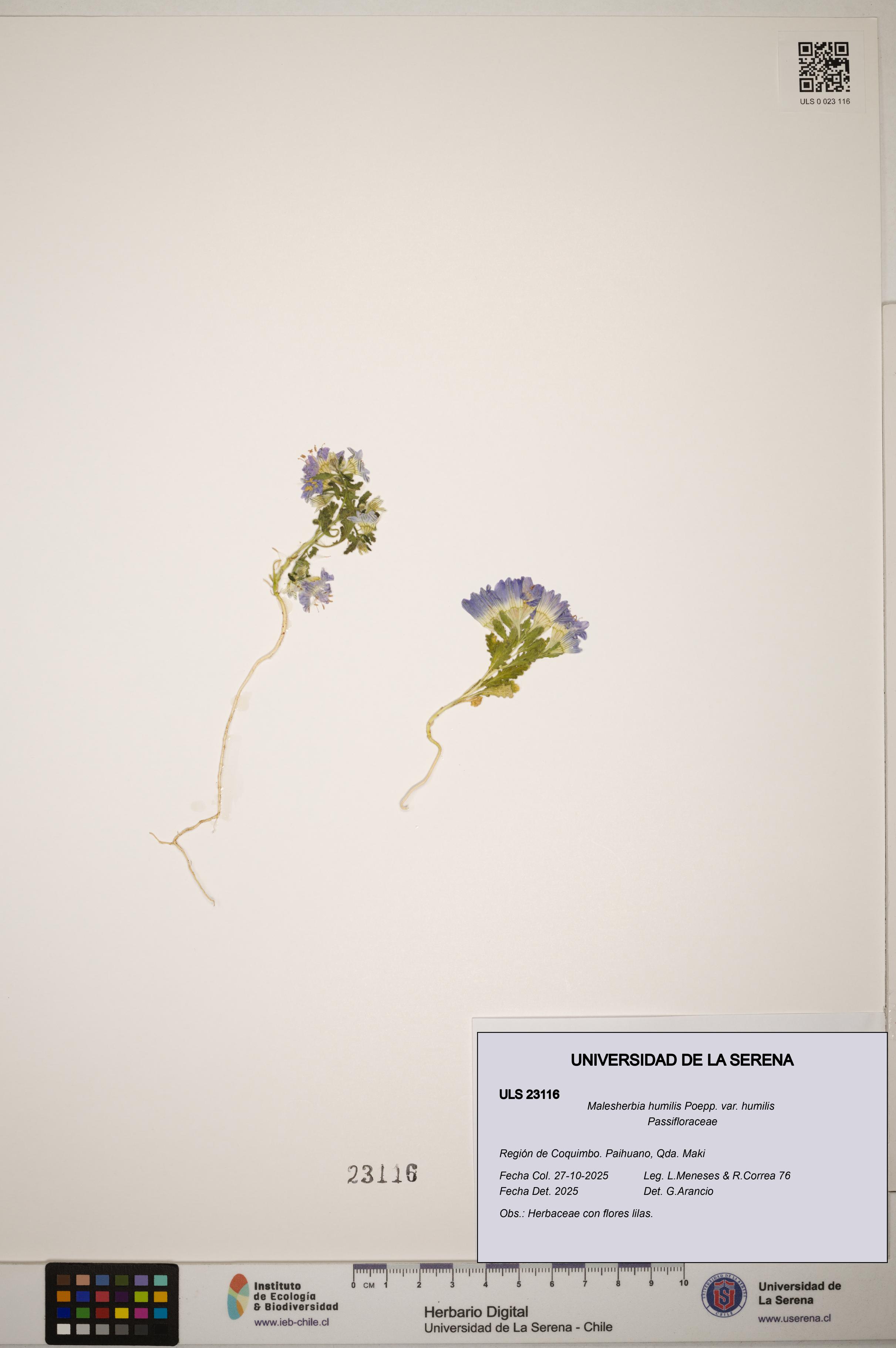 Malesherbia humilis var. humilis [Espécimen: ]