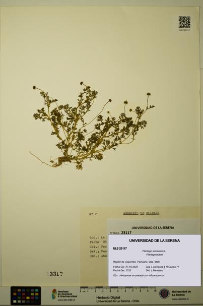 Plantago lanceolata [Espécimen: ULS:ULS:0023117]