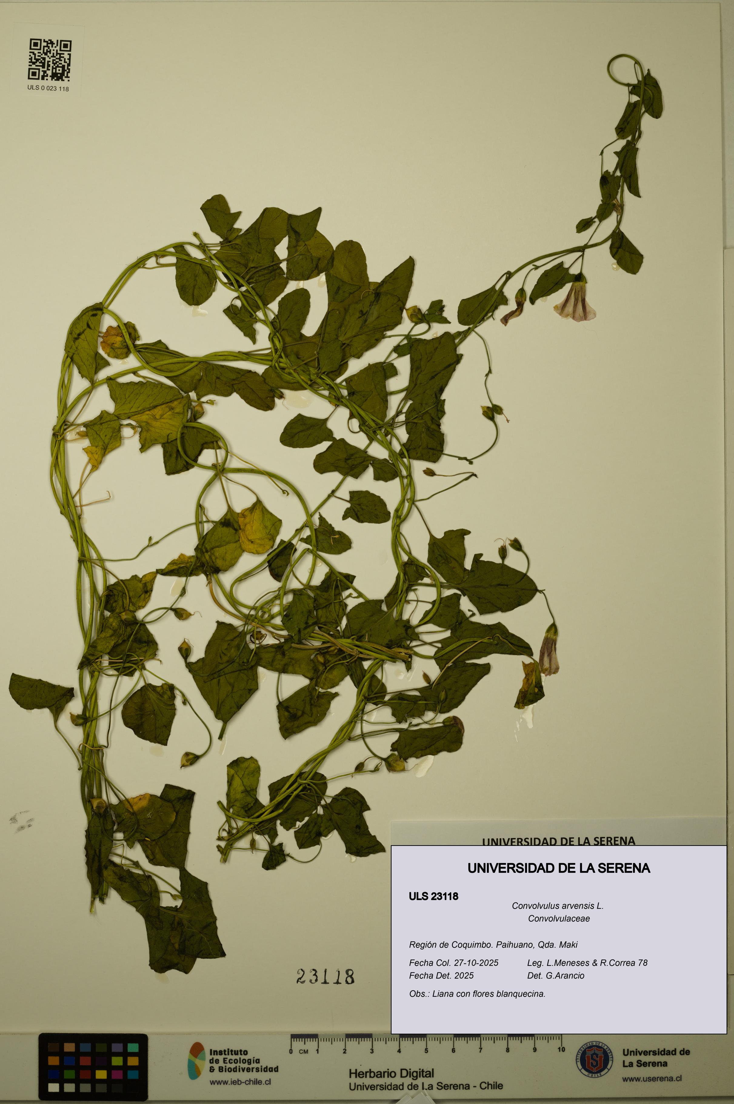 Convolvulus arvensis [Espécimen: ULS:ULS:0023118]