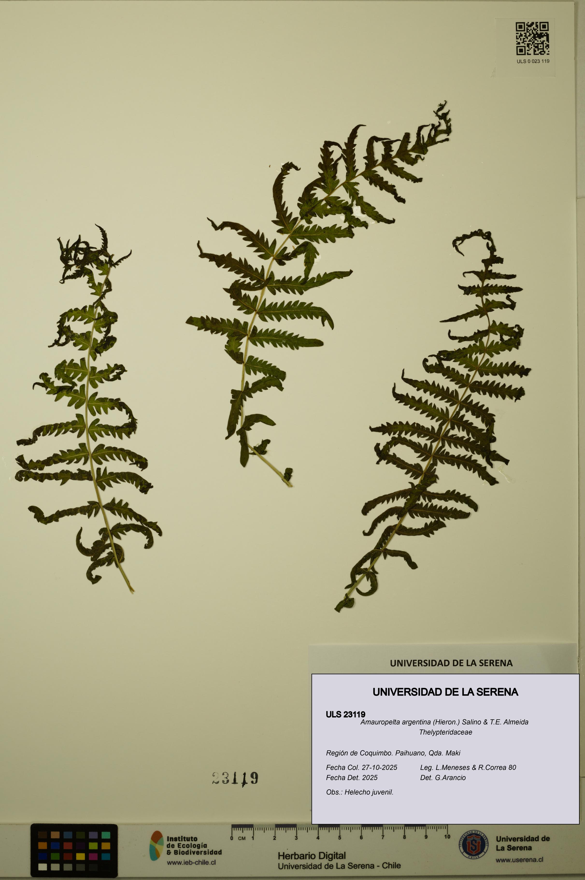 Amauropelta argentina [Espécimen: ULS:ULS:0023119]