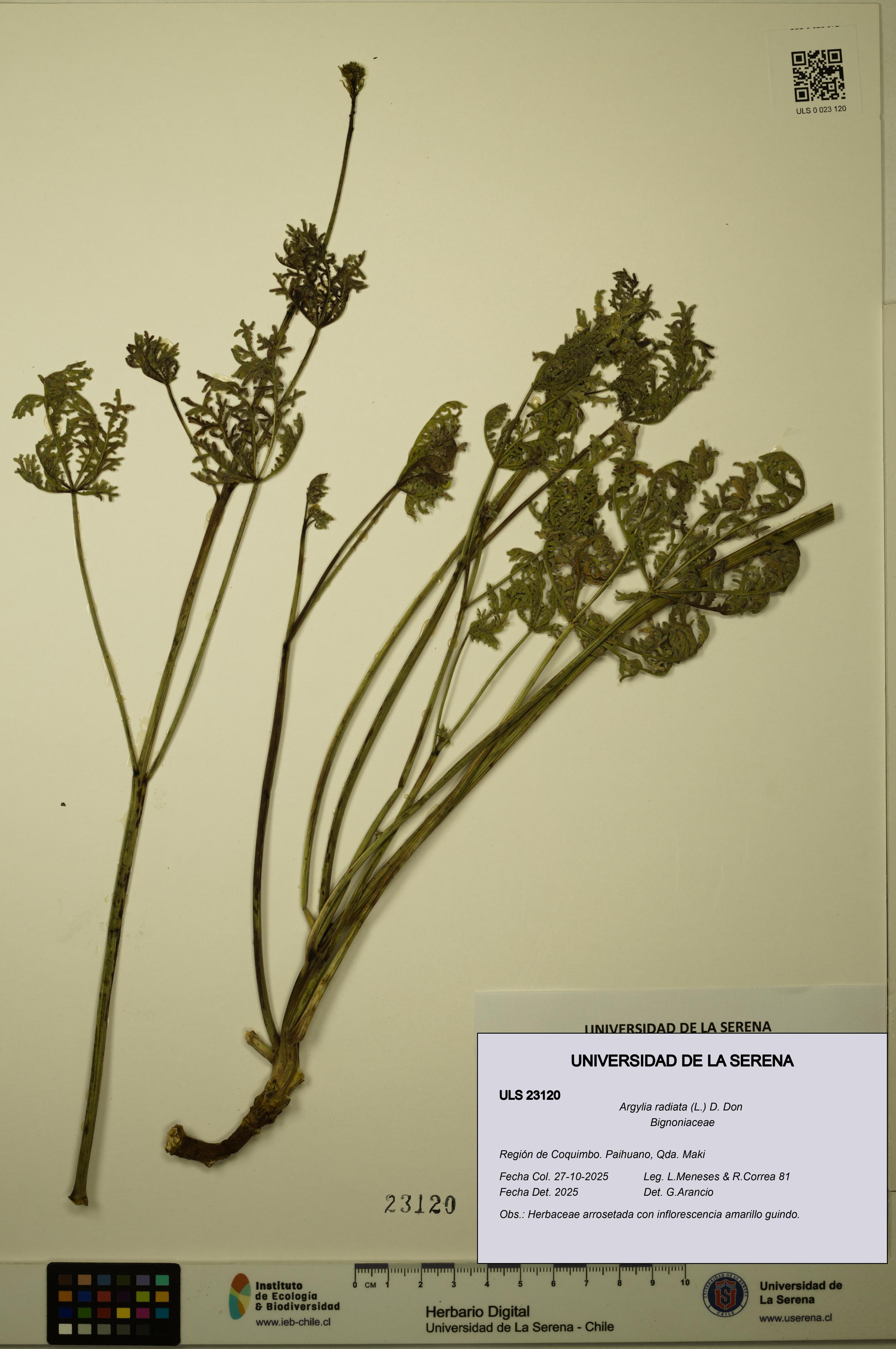 Argylia radiata [Espécimen: ULS:ULS:0023120]