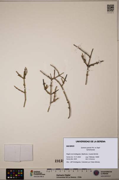 Ephedra gracilis [Espécimen: ]