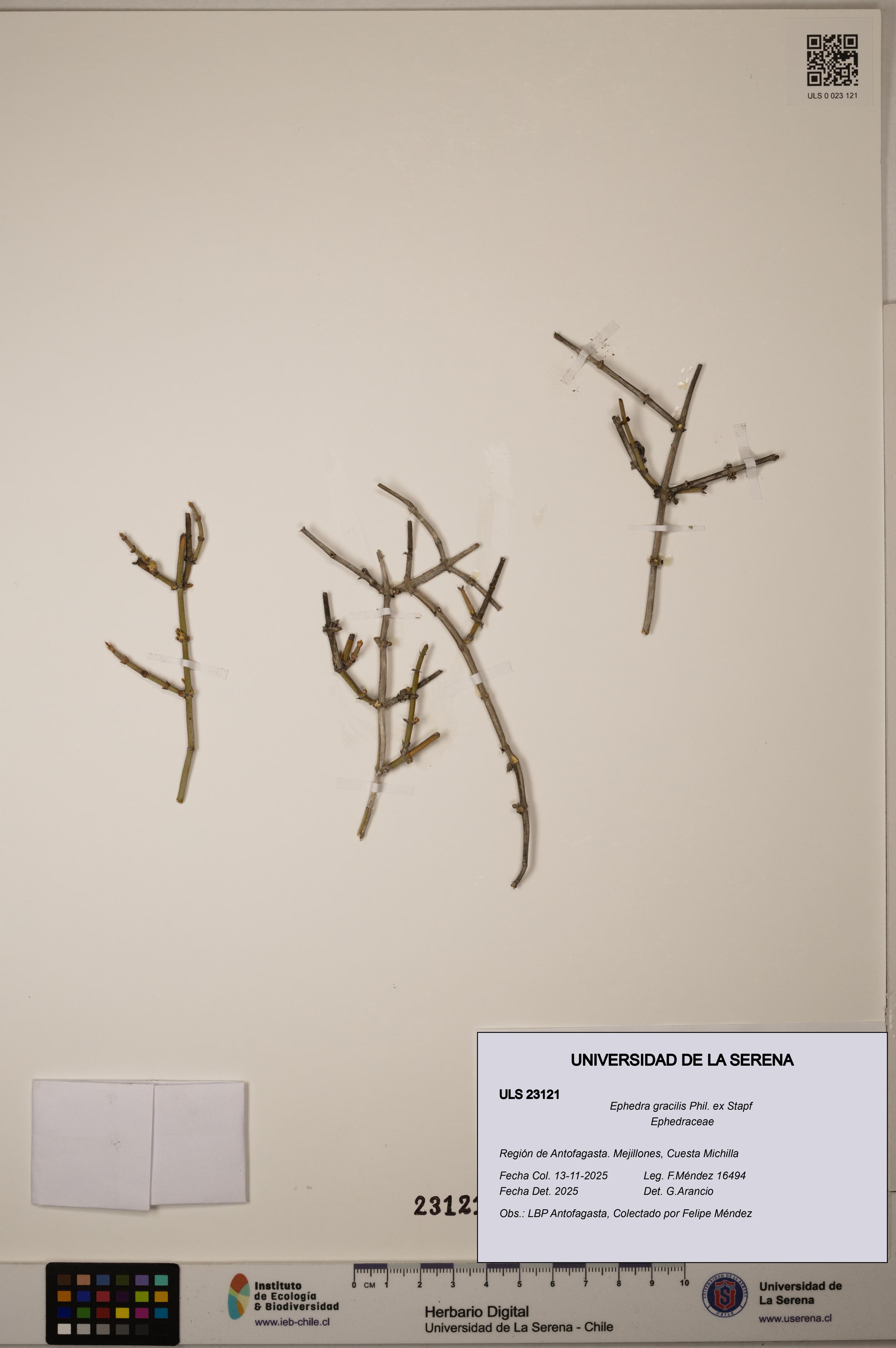 Ephedra gracilis [Espécimen: ]