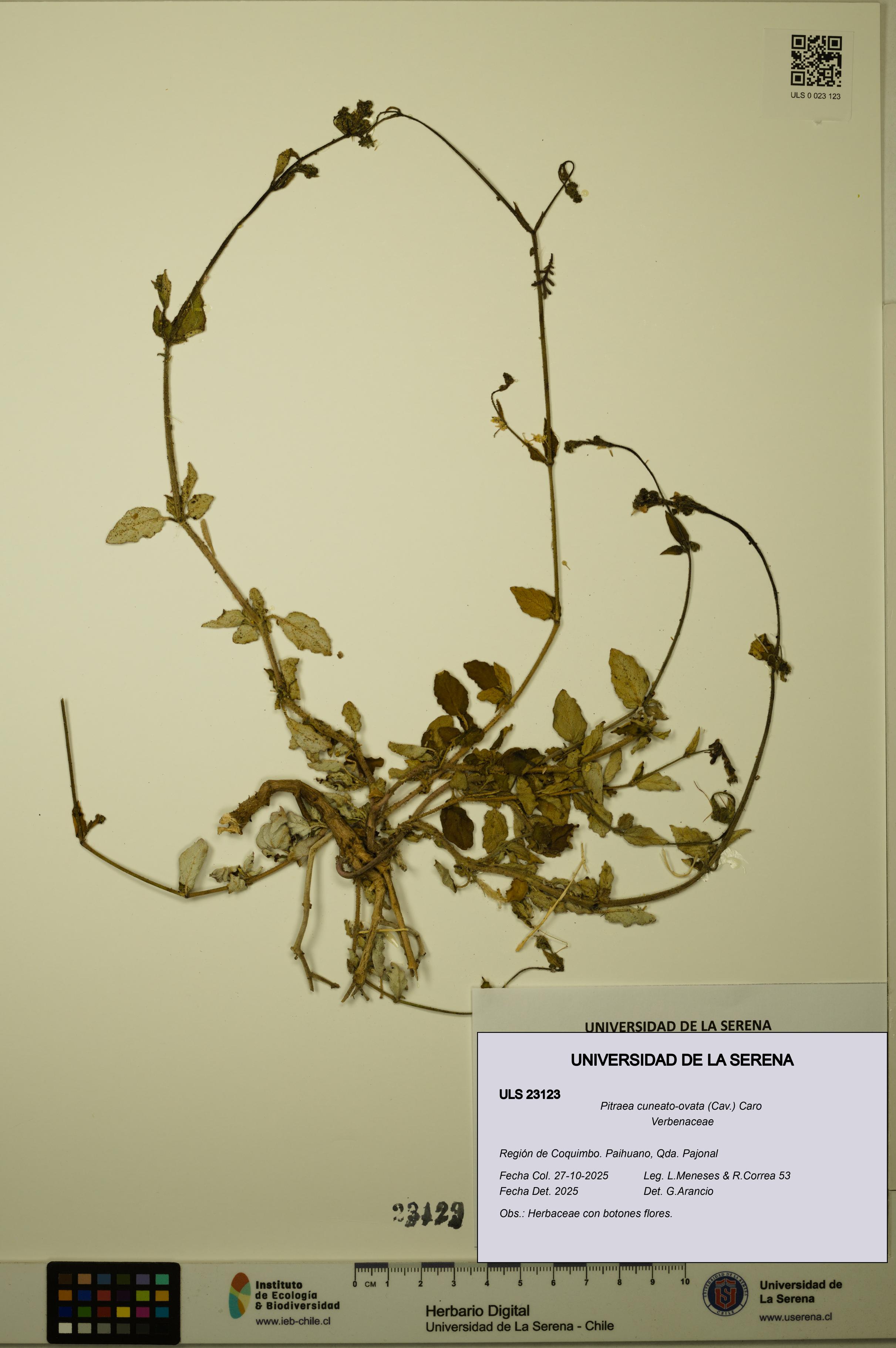 Pitraea cuneato-ovata [Espécimen: ULS:ULS:0023123]