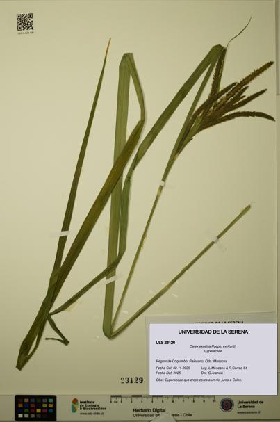 Carex excelsa [Espécimen: ULS:ULS:0023126]