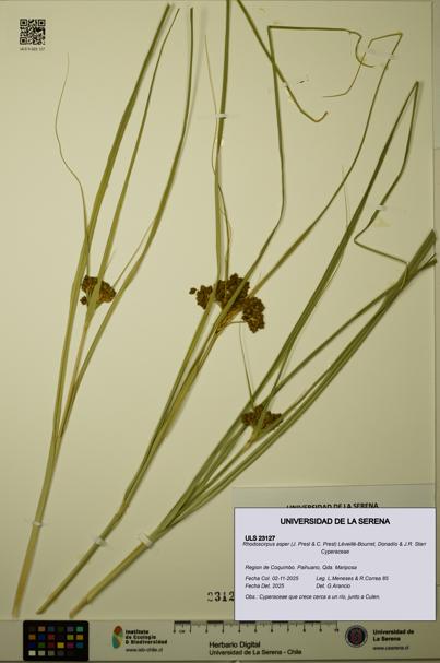 Rhodoscirpus asper [Espécimen: ULS:ULS:0023127]