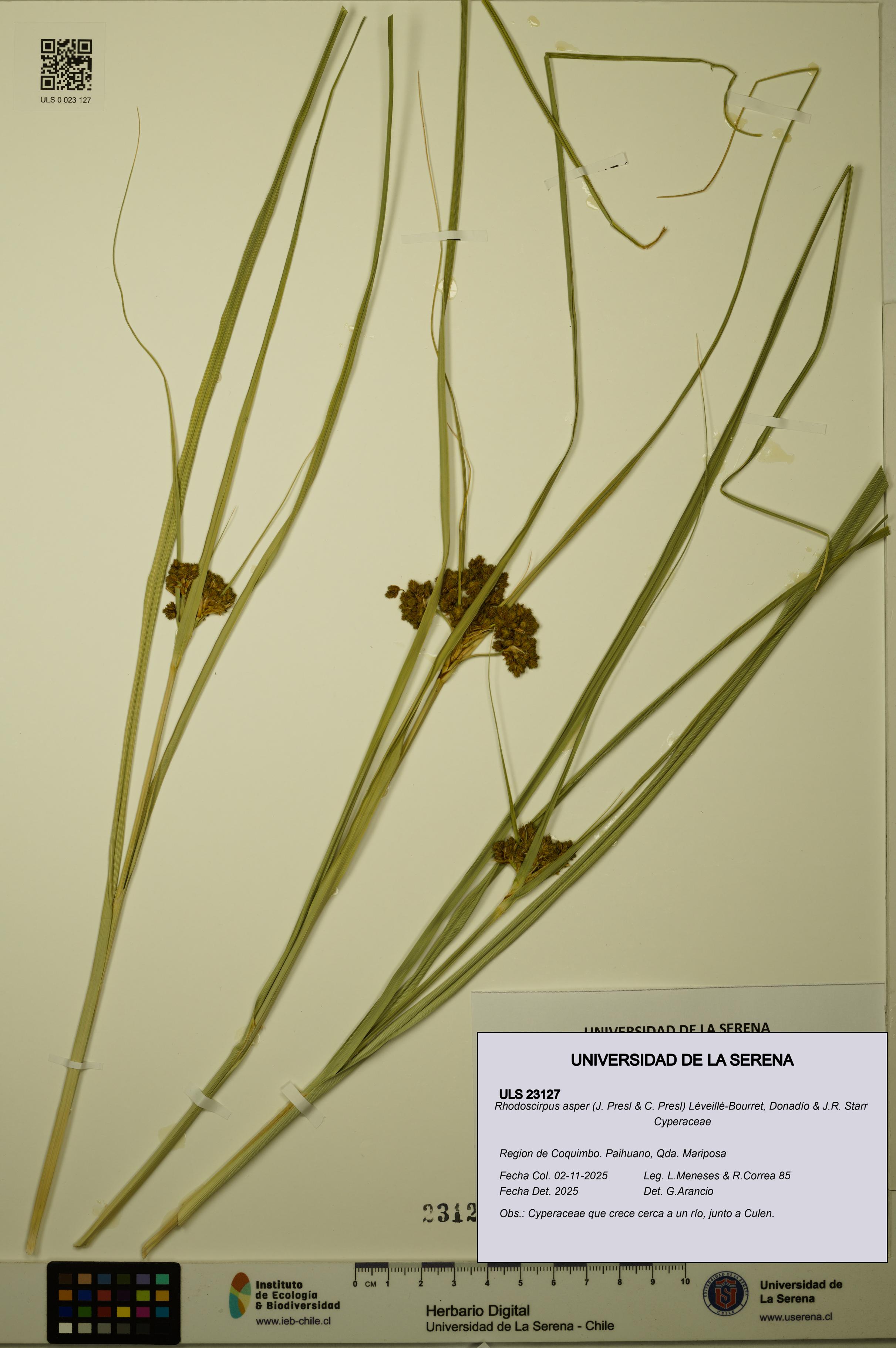 Rhodoscirpus asper [Espécimen: ULS:ULS:0023127]