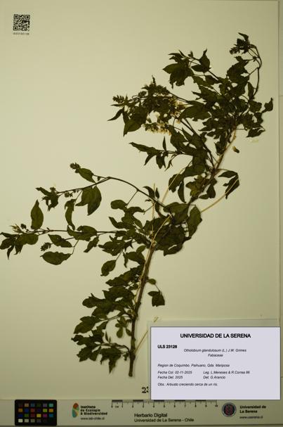 Otholobium glandulosum [Espécimen: ULS:ULS:0023128]