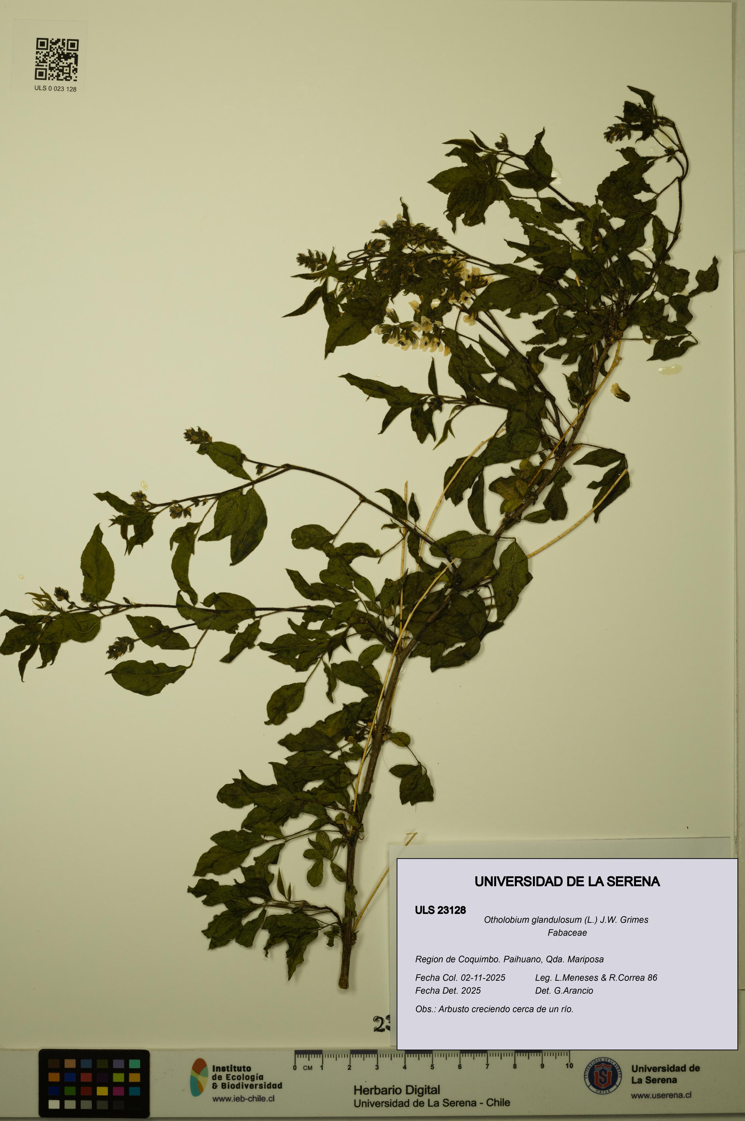 Otholobium glandulosum [Espécimen: ULS:ULS:0023128]