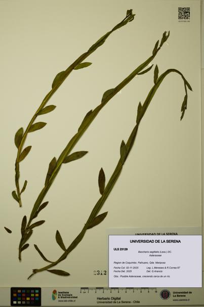 Baccharis sagittalis [Espécimen: ULS:ULS:0023129]