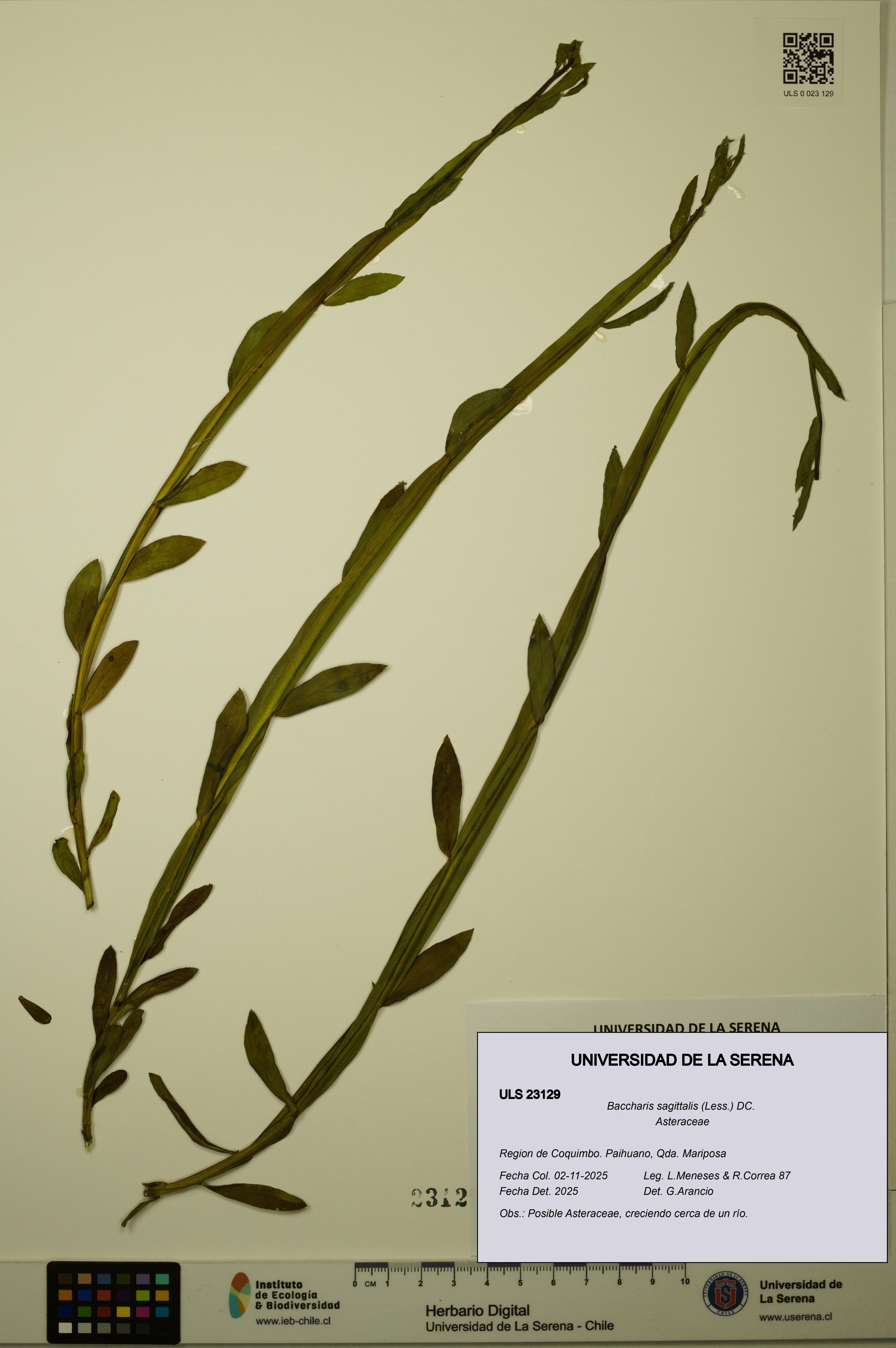 Baccharis sagittalis [Espécimen: ULS:ULS:0023129]