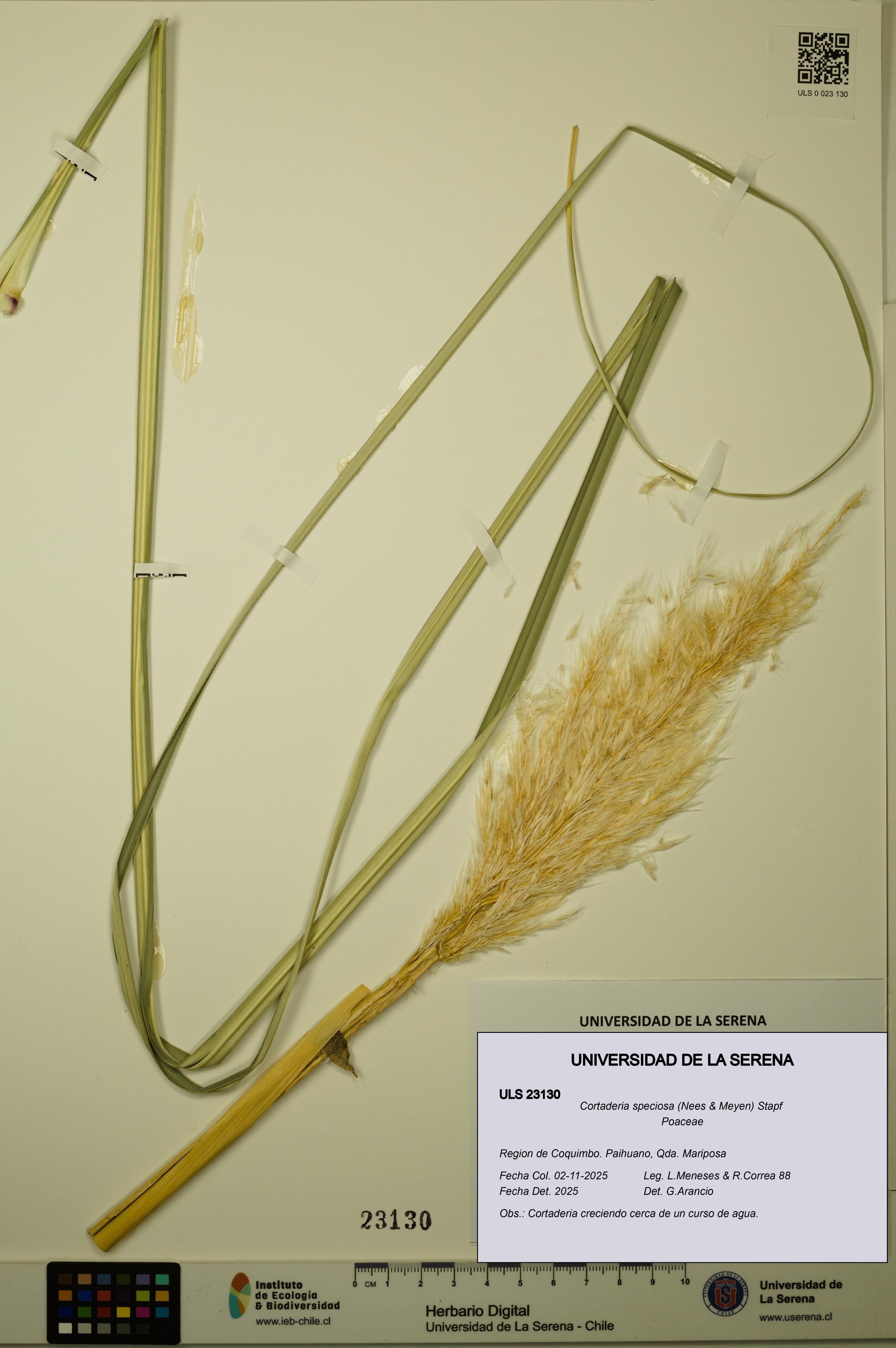 Cortaderia speciosa [Espécimen: ULS:ULS:0023130]