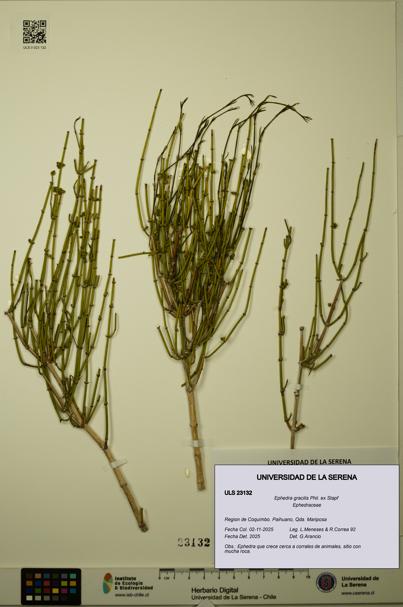 Ephedra gracilis [Espécimen: ULS:ULS:0023132]