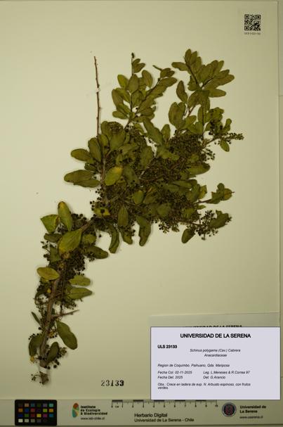 Schinus polygama [Espécimen: ULS:ULS:0023133]