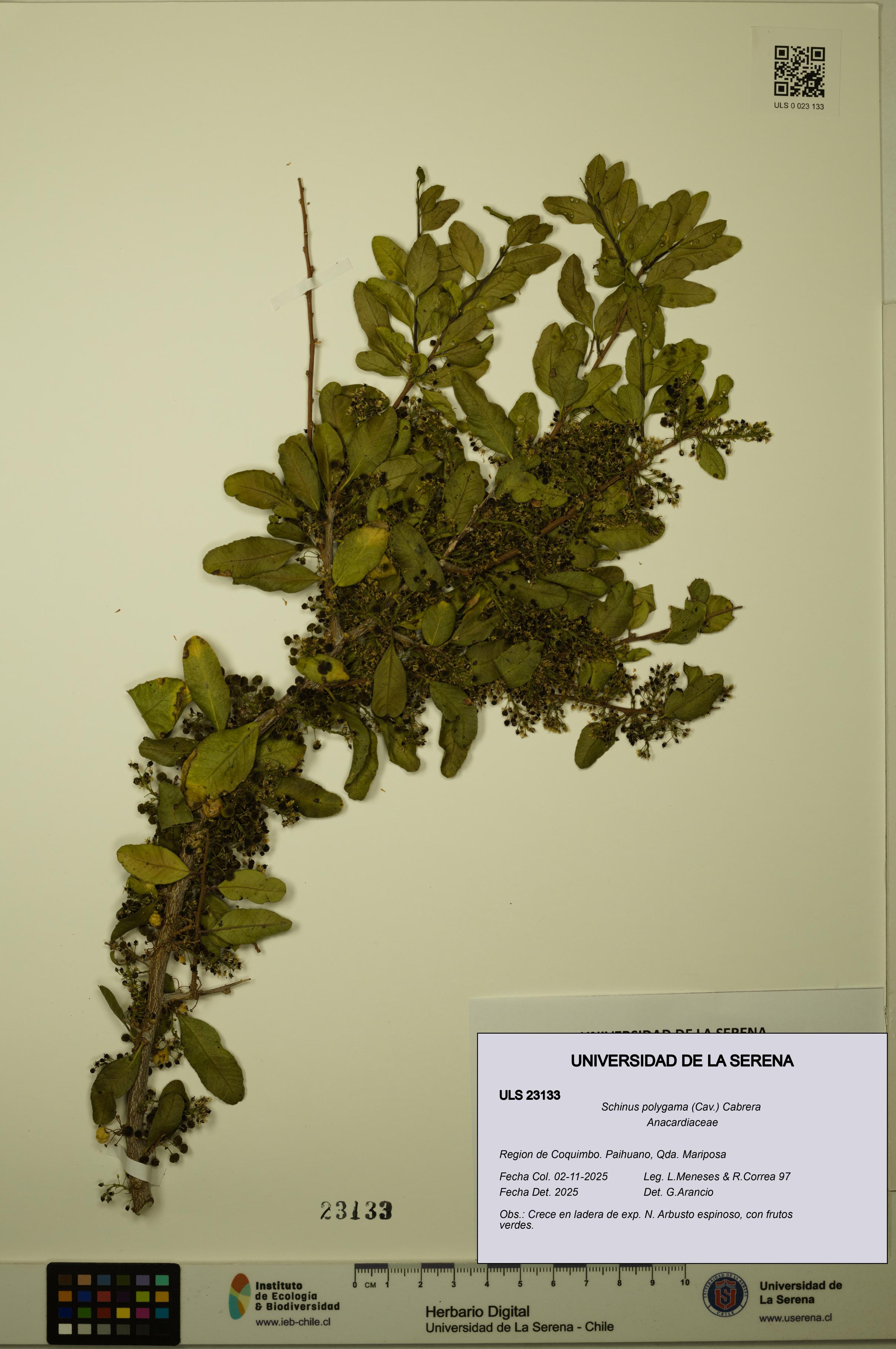 Schinus polygama [Espécimen: ULS:ULS:0023133]