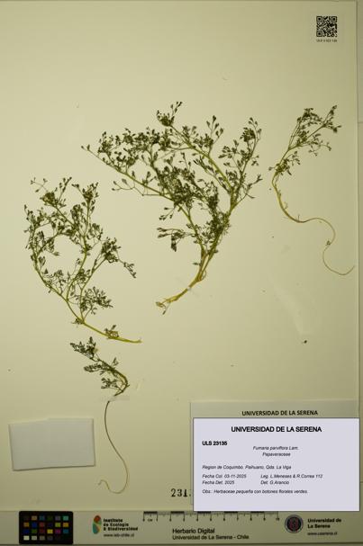 Fumaria parviflora [Espécimen: ULS:ULS:0023135]