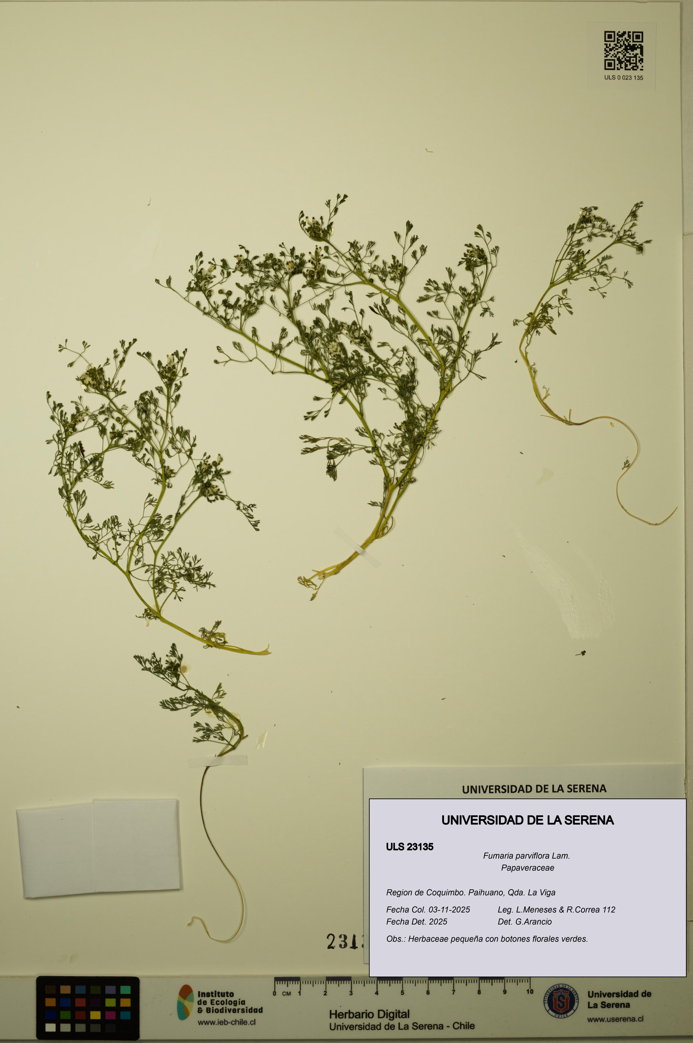 Fumaria parviflora [Espécimen: ULS:ULS:0023135]