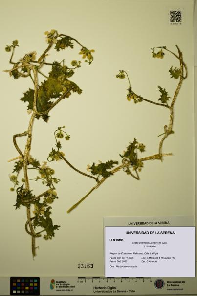 Loasa acerifolia [Espécimen: ULS:ULS:0023136]