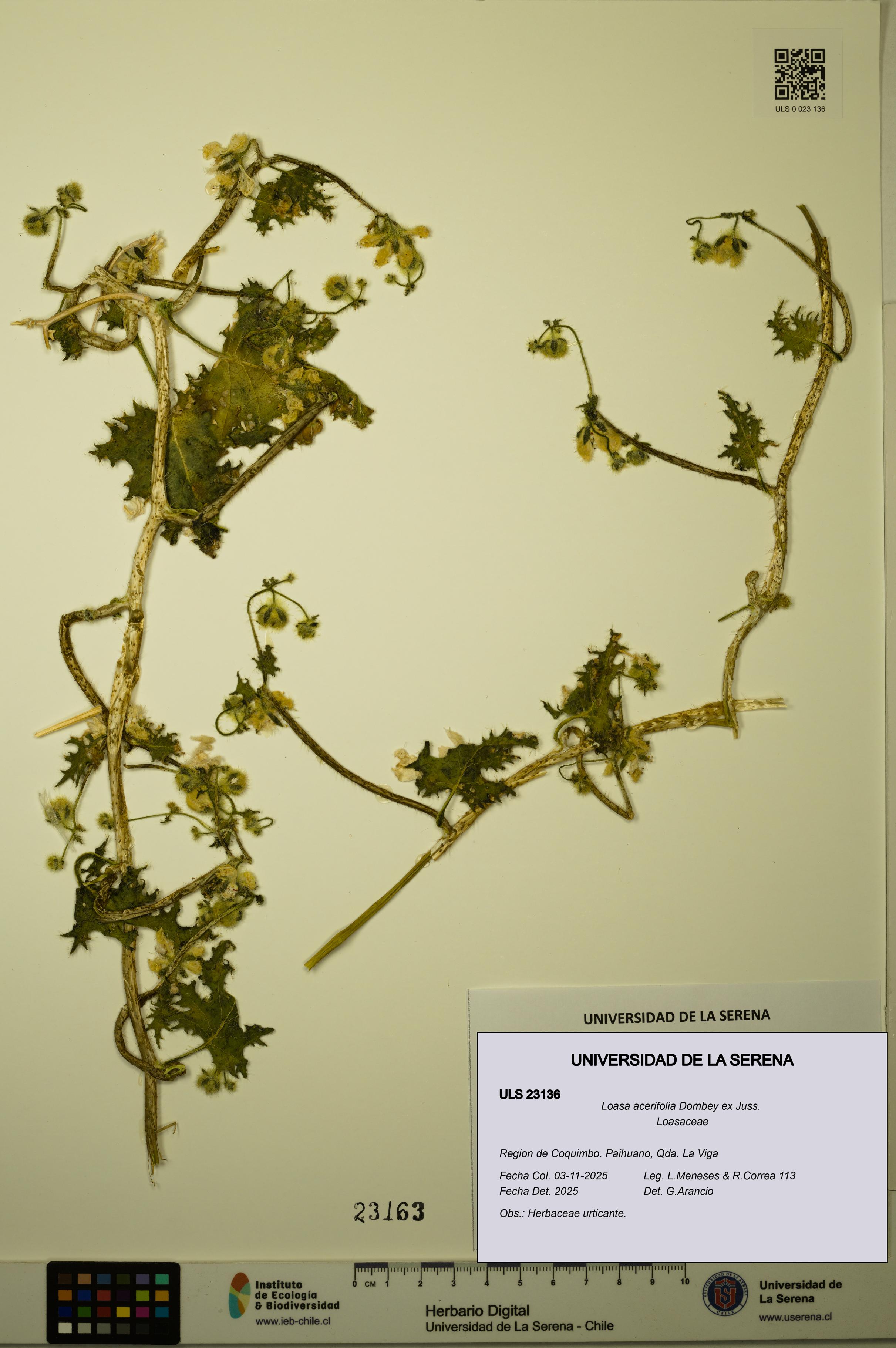 Loasa acerifolia [Espécimen: ULS:ULS:0023136]