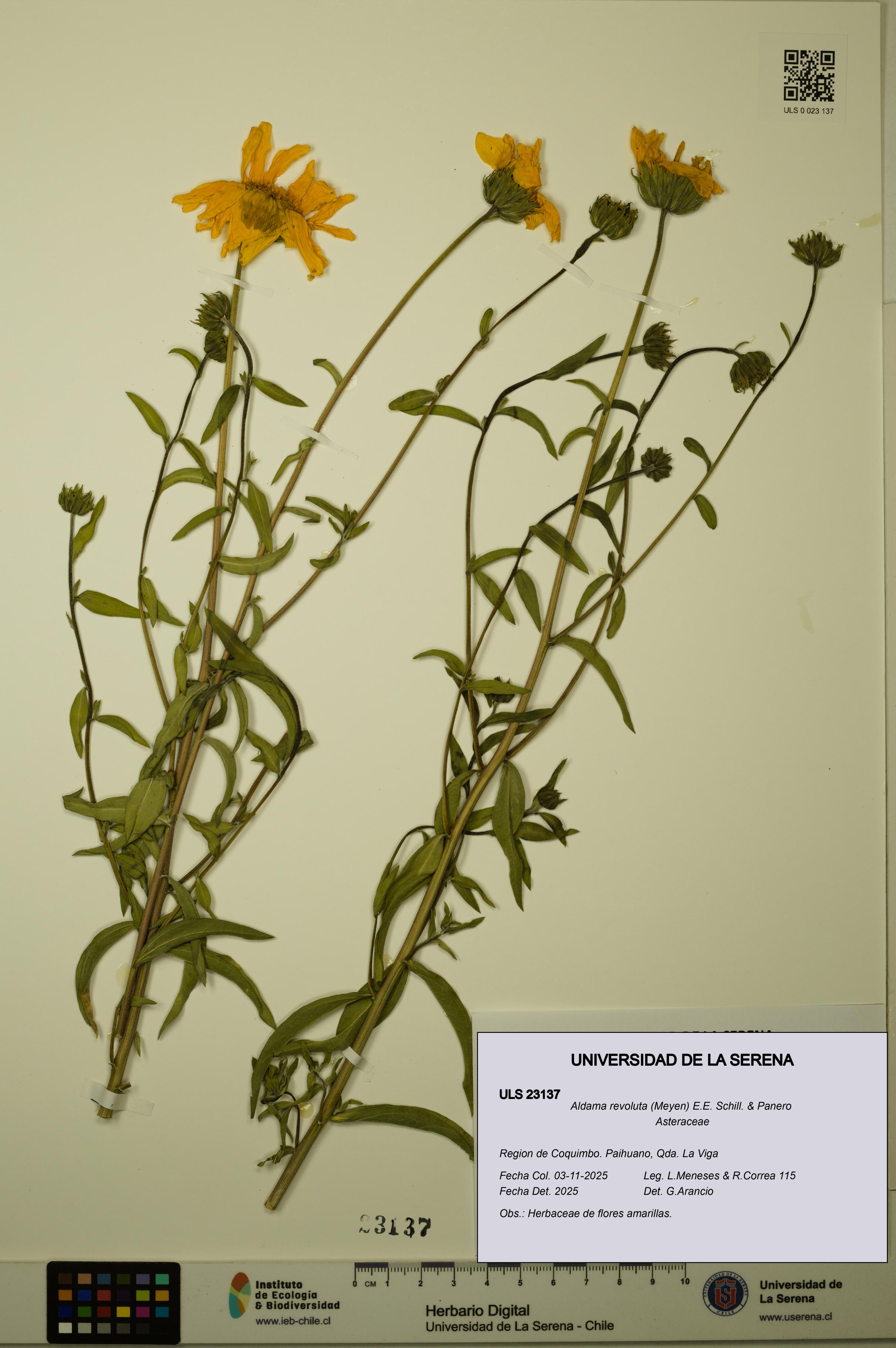 Aldama revoluta [Espécimen: ULS:ULS:0023137]