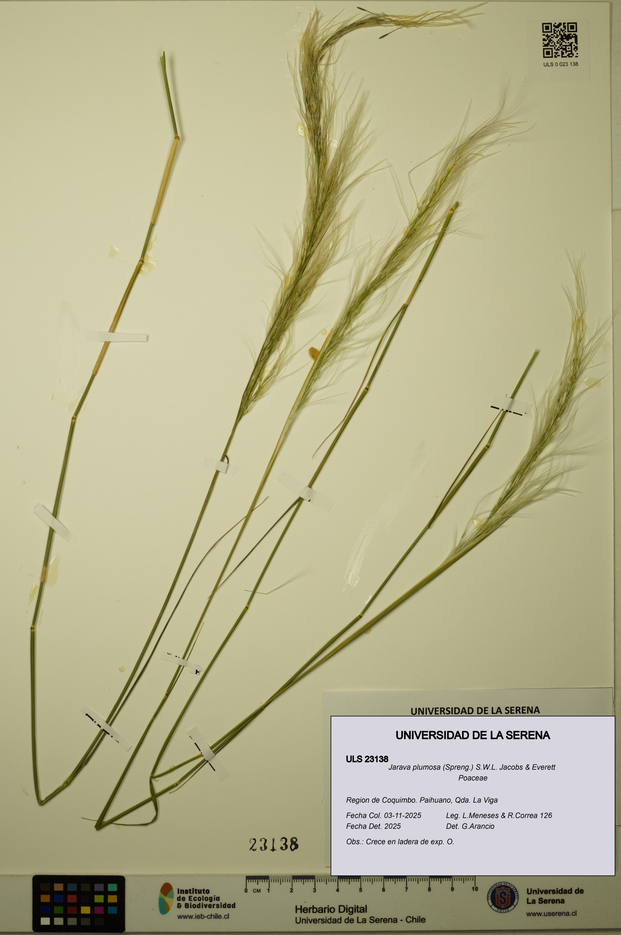 Jarava plumosa [Espécimen: ULS:ULS:0023138]