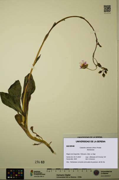 Cistanthe cabrerae [Espécimen: ULS:ULS:0023140]