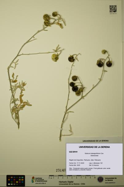 Solanum elaeagnifolium [Espécimen: ULS:ULS:0023141]