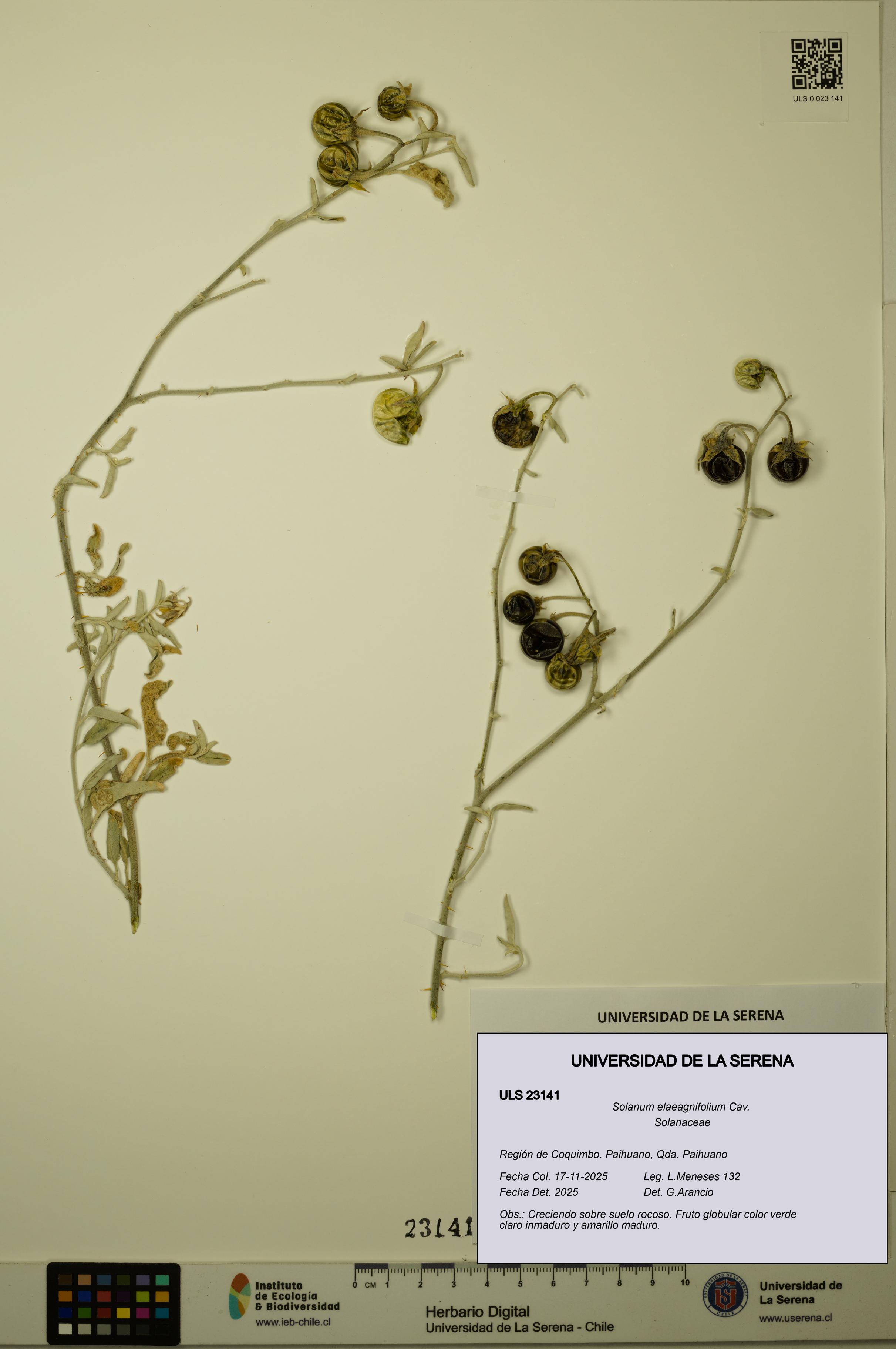 Solanum elaeagnifolium [Espécimen: ULS:ULS:0023141]