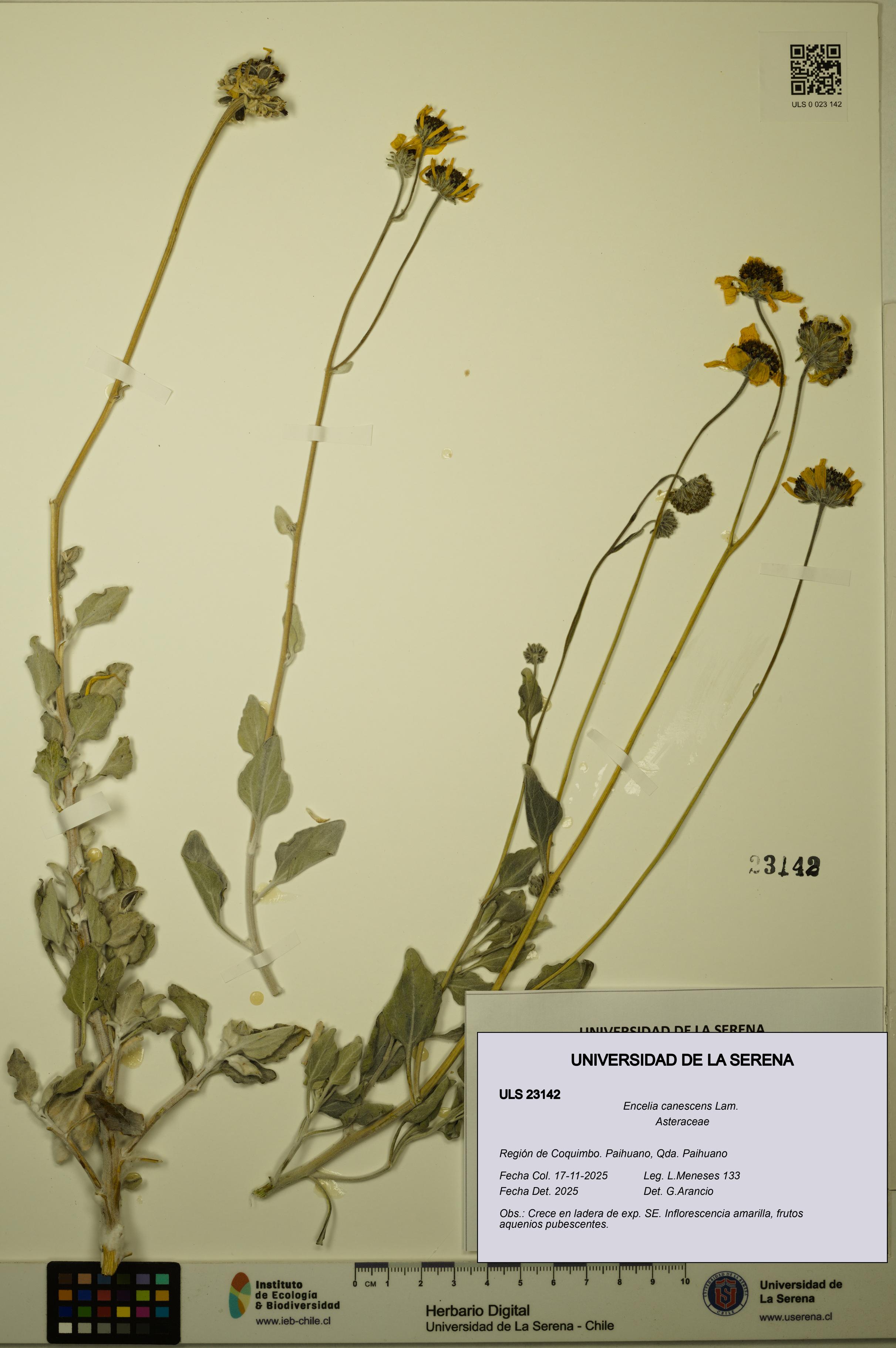 Encelia canescens [Espécimen: ULS:ULS:0023142]