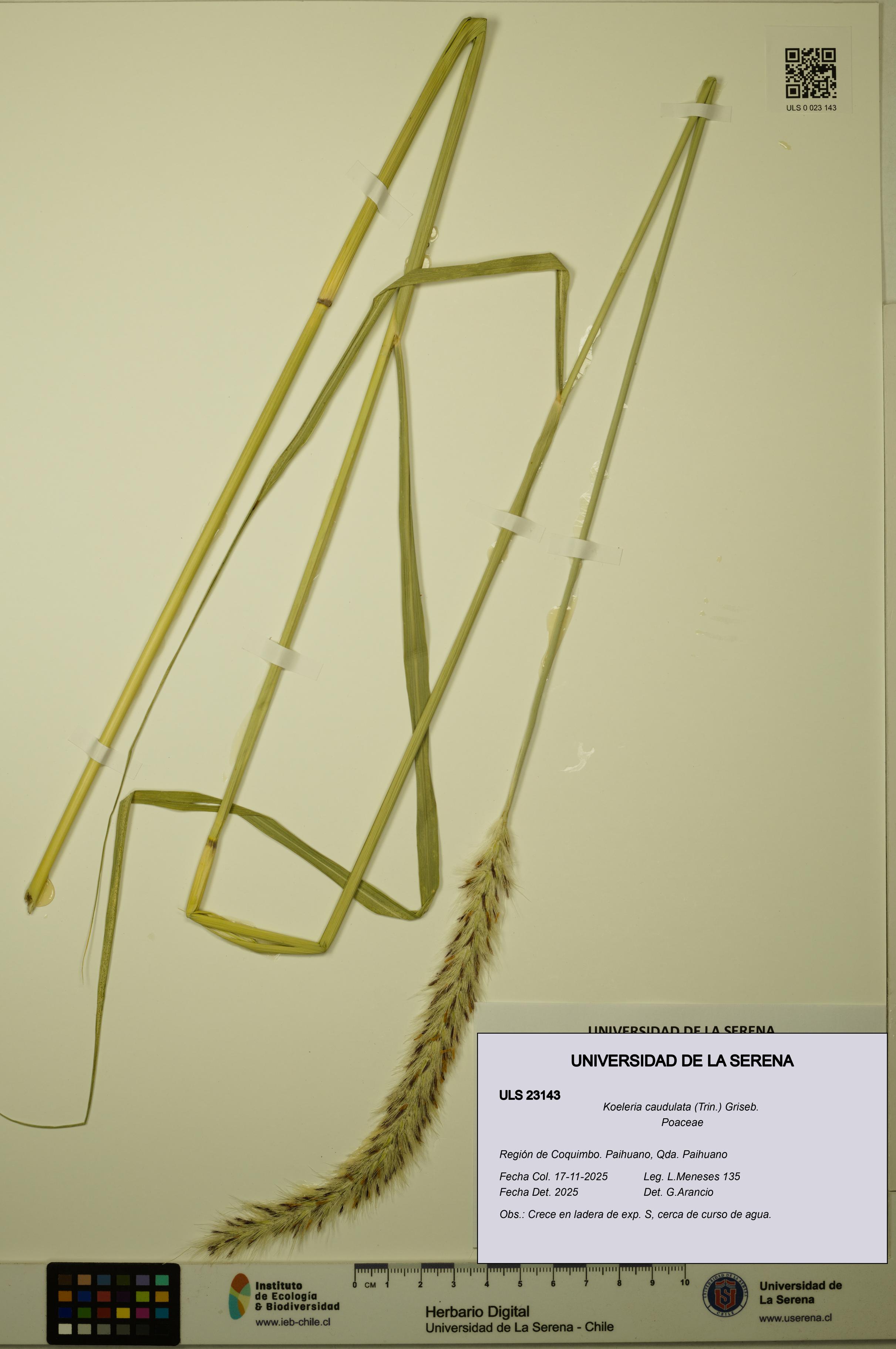 Koeleria caudulata [Espécimen: ULS:ULS:0023143]