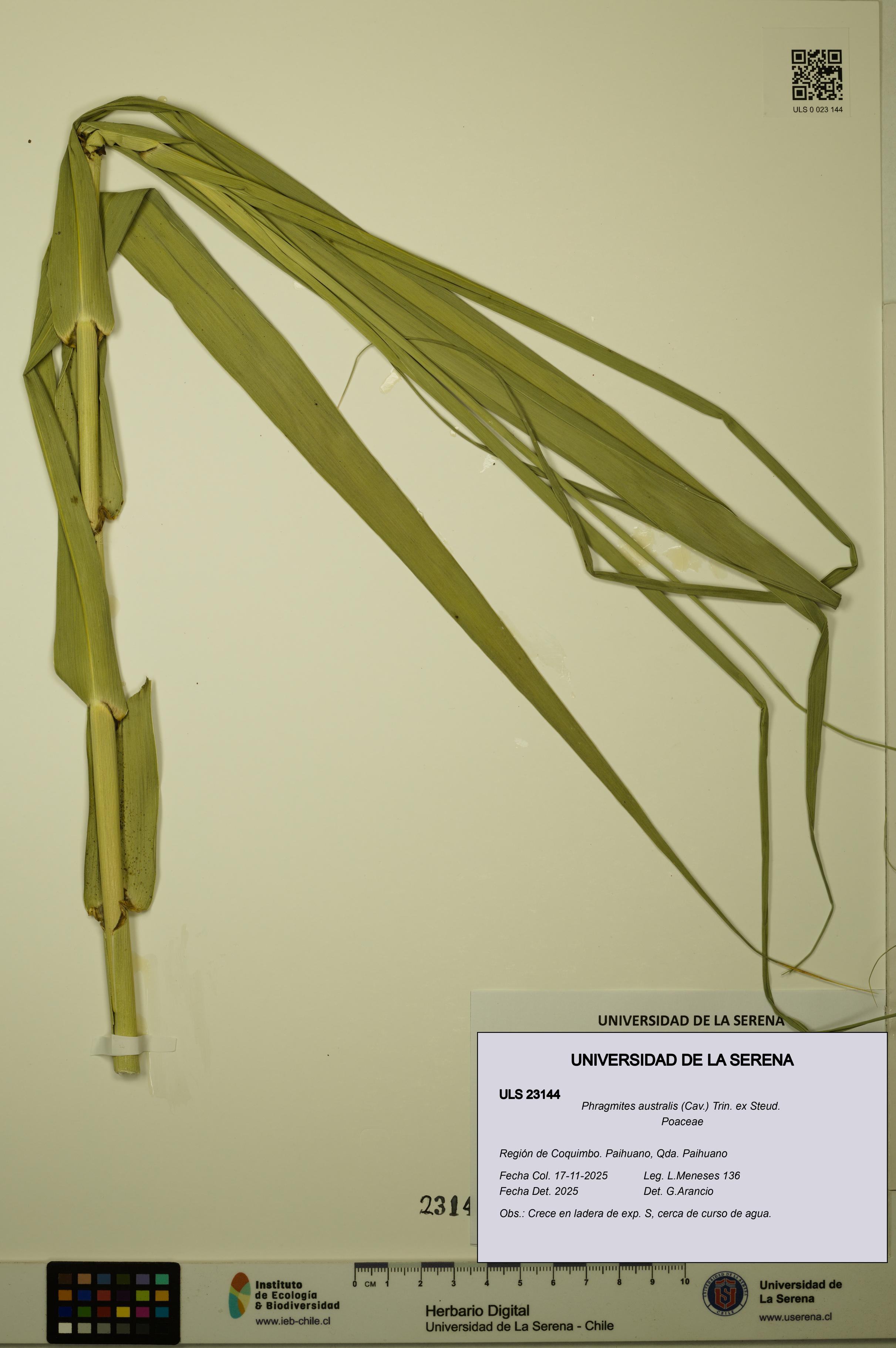 Phragmites australis [Espécimen: ULS:ULS:0023144]