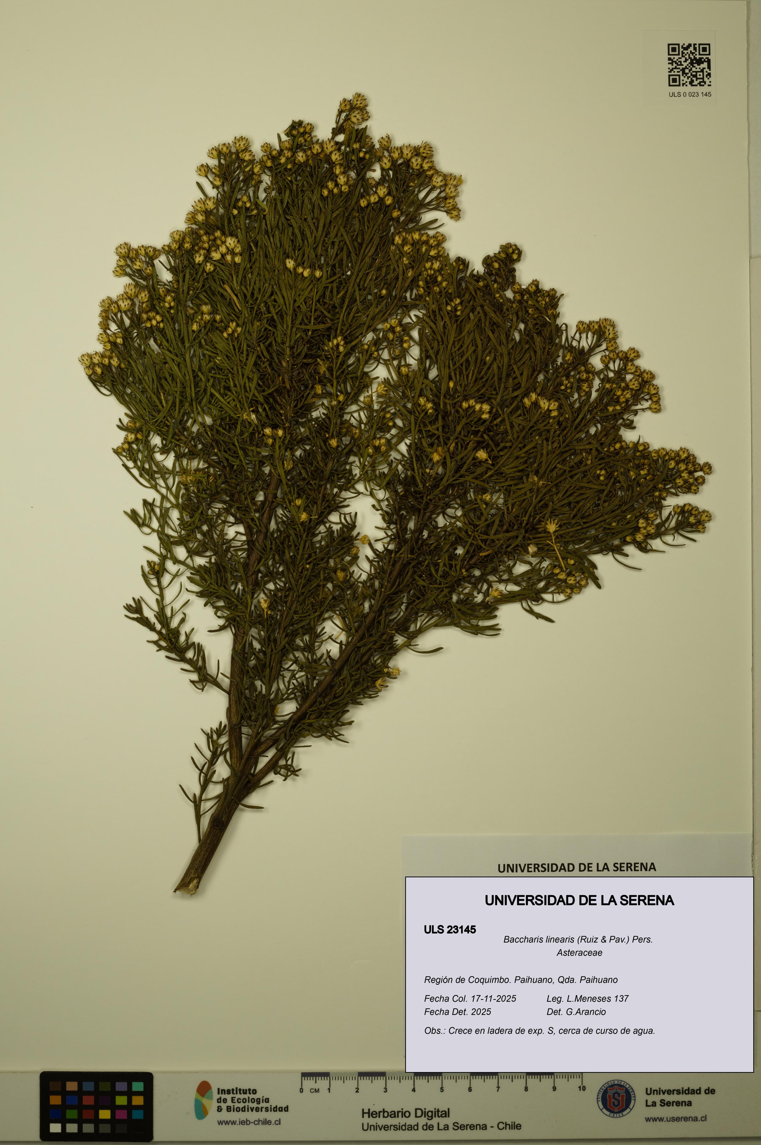 Baccharis linearis [Espécimen: ULS:ULS:0023145]