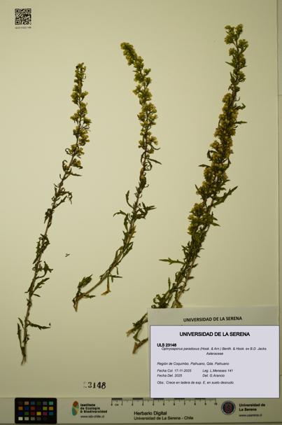 Ophryosporus paradoxus [Espécimen: ULS:ULS:0023148]