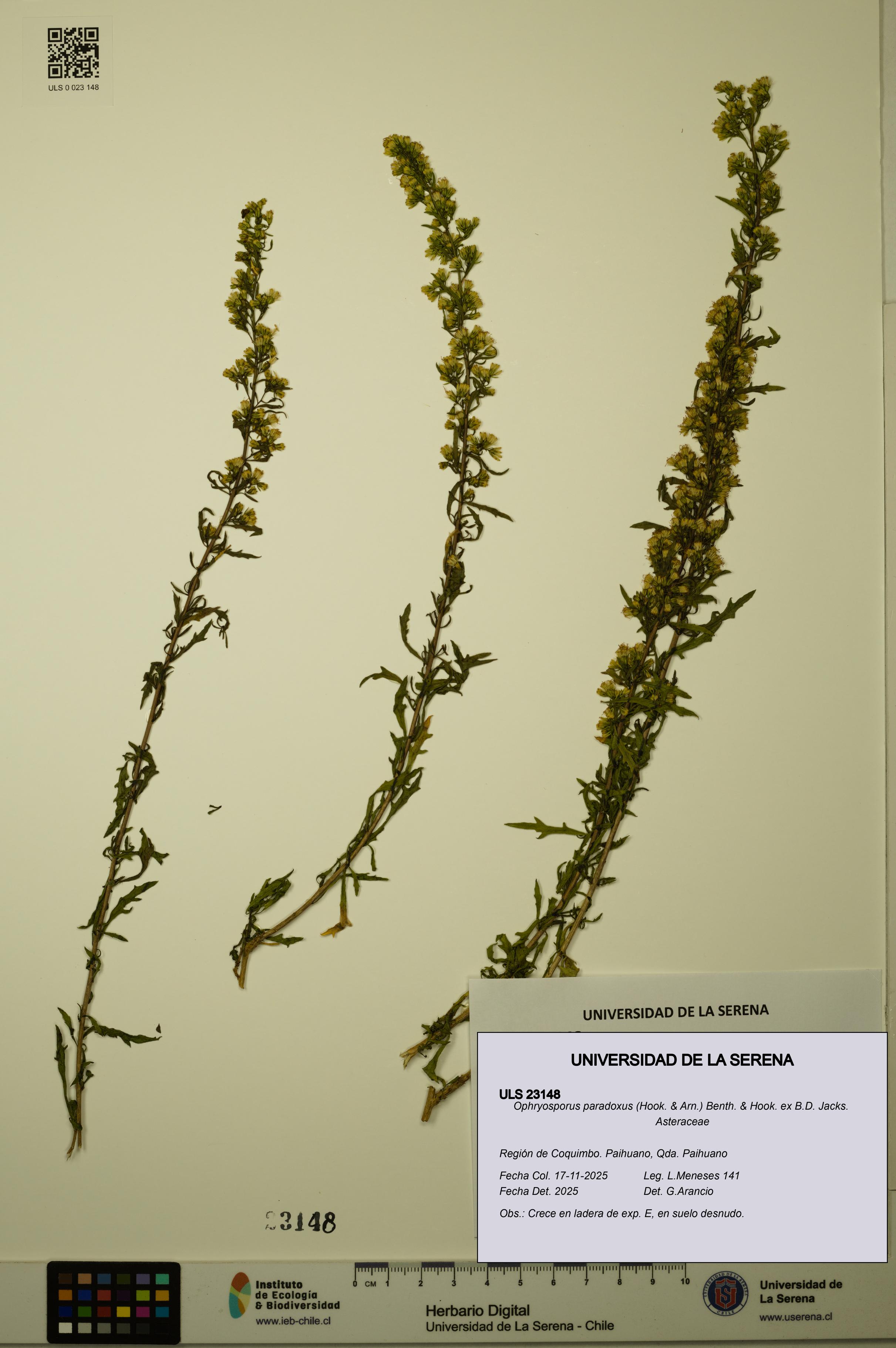 Ophryosporus paradoxus [Espécimen: ULS:ULS:0023148]